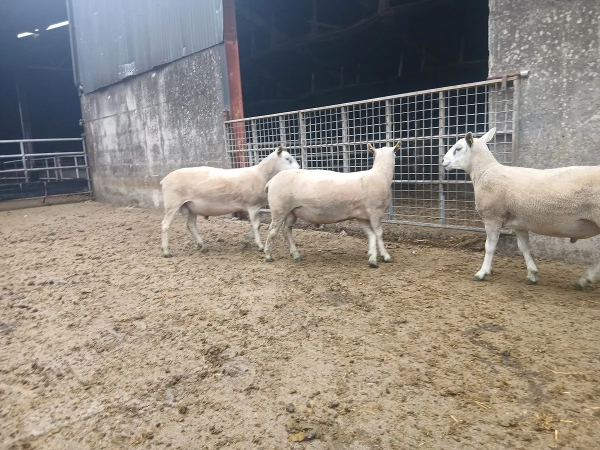 Aberfield Hogget Rams - Image 3
