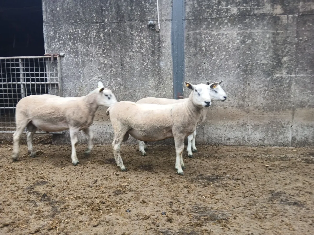 Aberfield Hogget Rams - Image 4