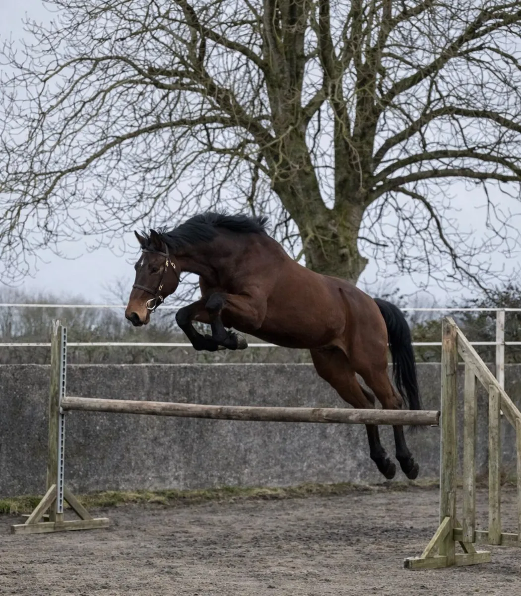Top-class 3-year old Ish gelding - Image 1