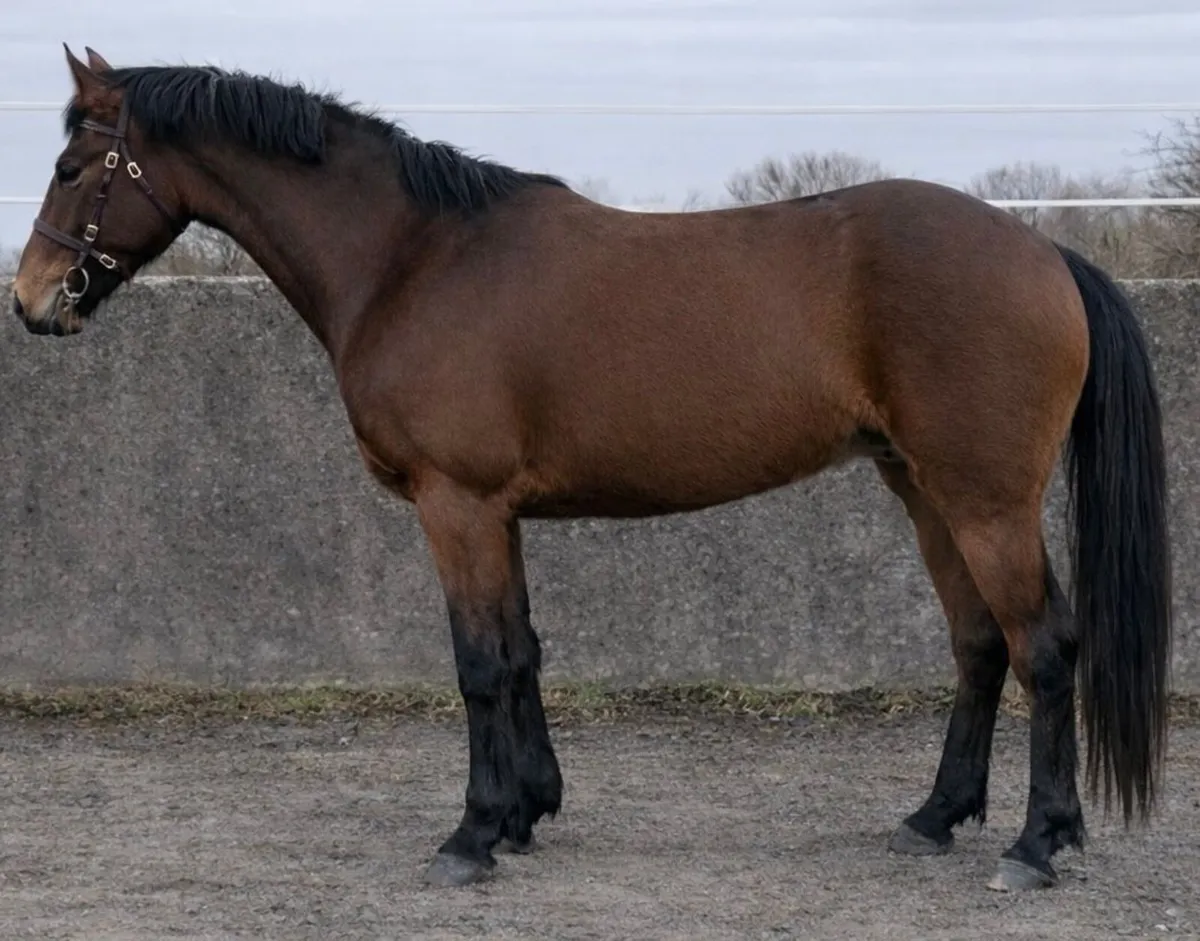 Top-class 3-year old Ish gelding - Image 2