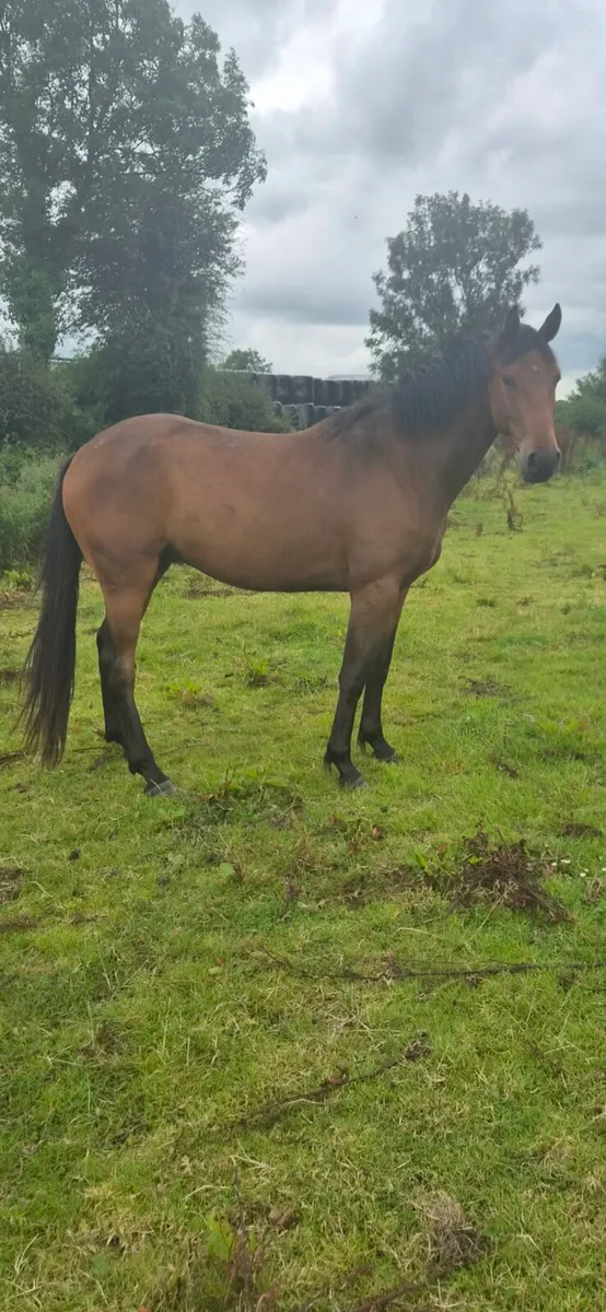 Top-class 3-year old Ish gelding - Image 3