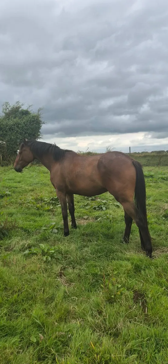 Top-class 3-year old Ish gelding - Image 4
