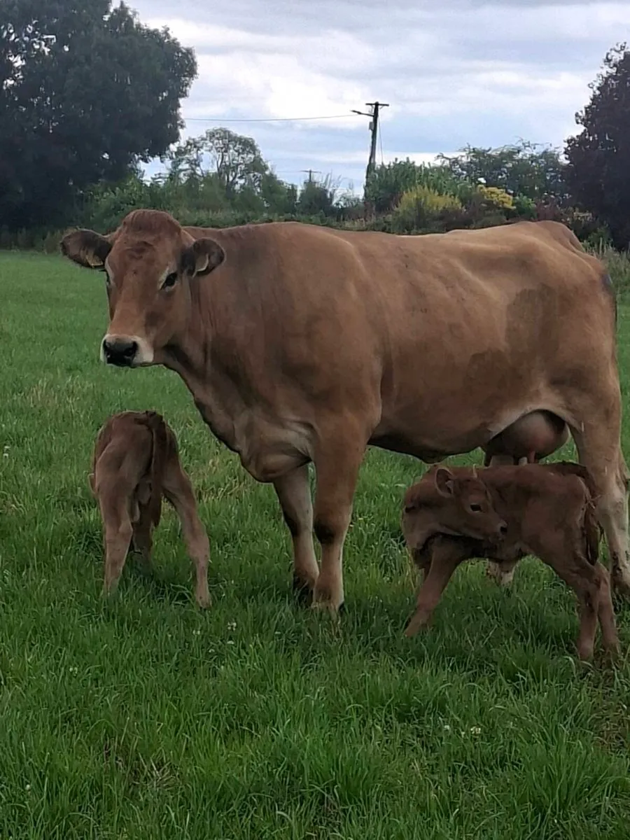Cows  with calfs - Image 1