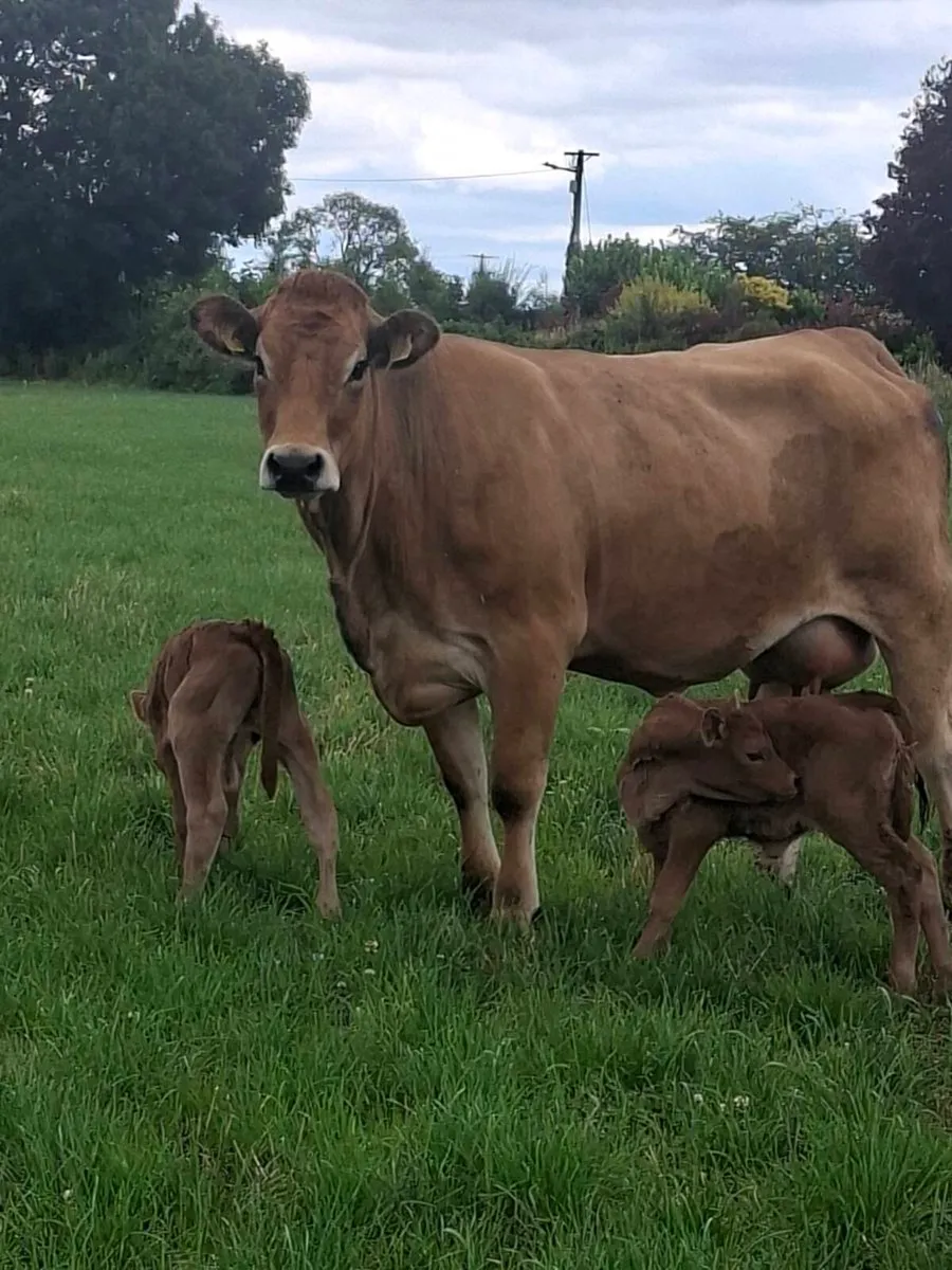 Cows  with calfs - Image 2