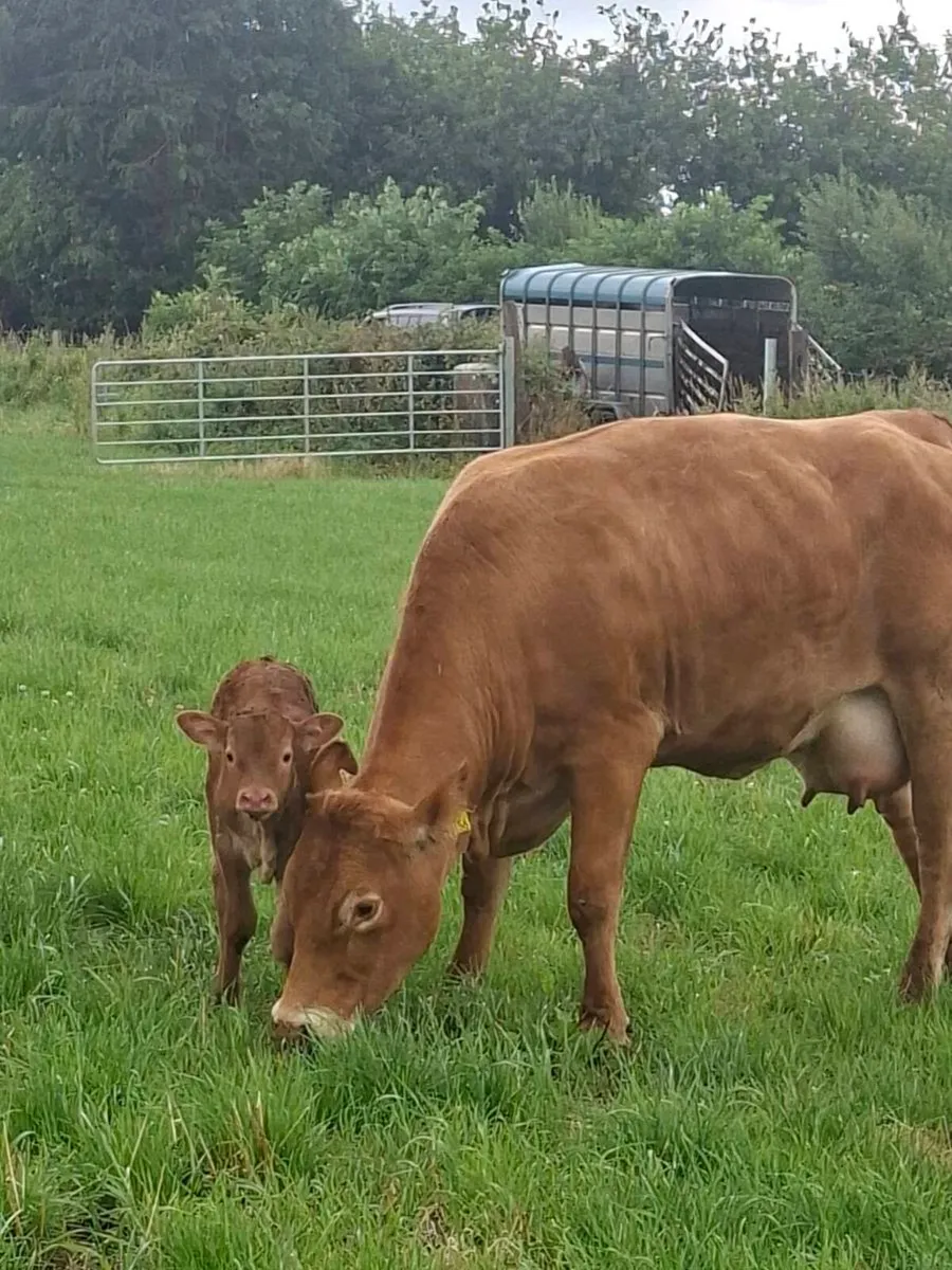 Cows  with calfs - Image 3