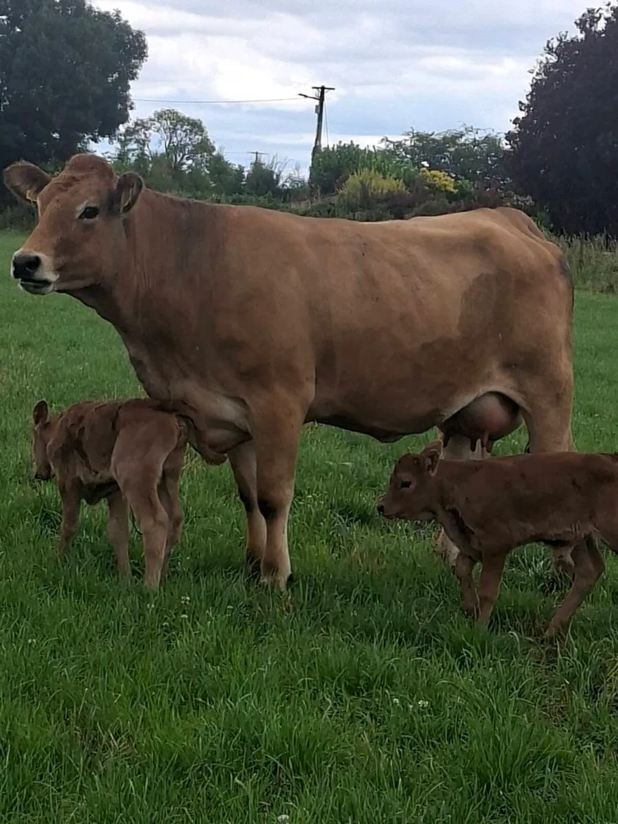 Cows  with calfs - Image 4
