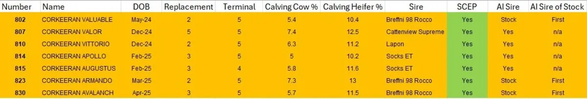 PBR Charolais Bulls - Image 2