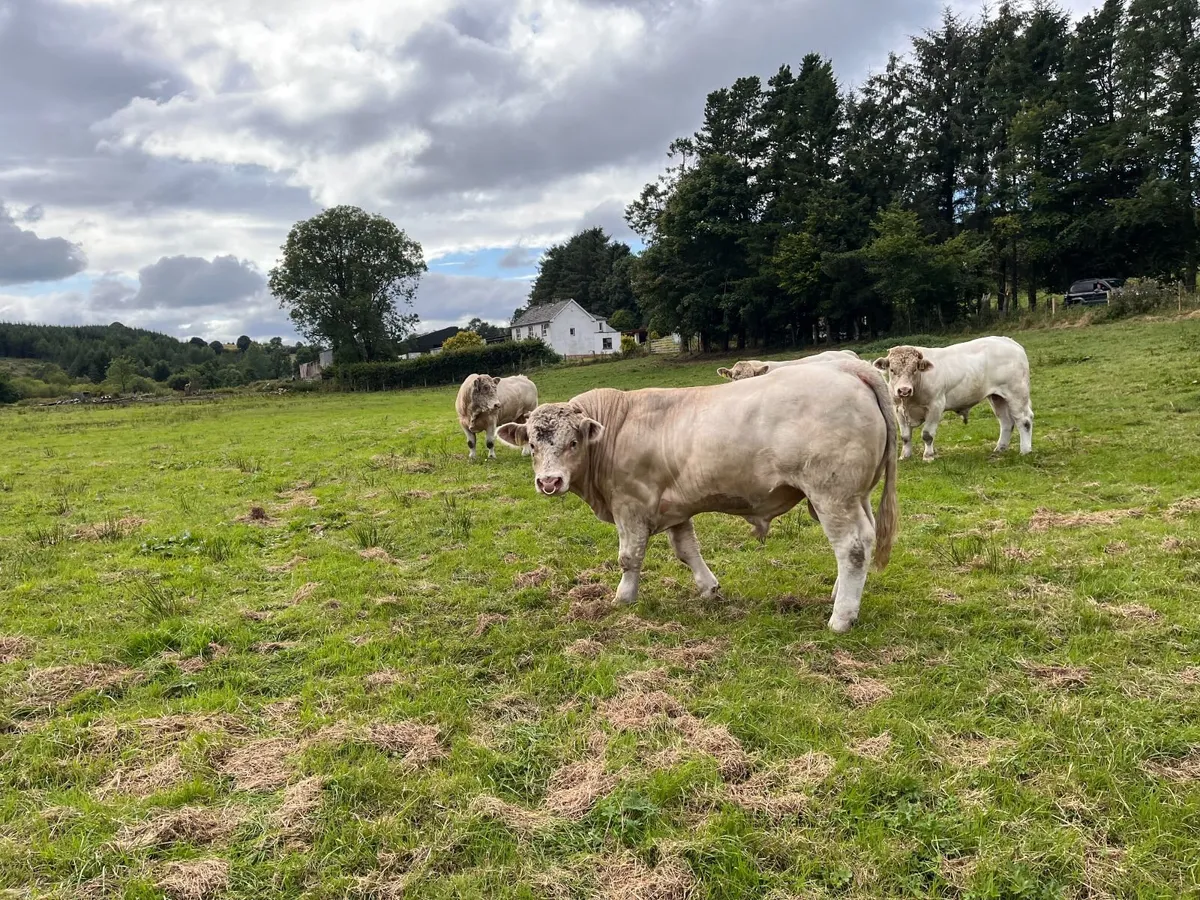 PBR Charolais Bulls - Image 3
