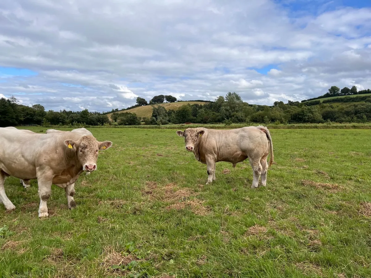 PBR Charolais Bulls - Image 4
