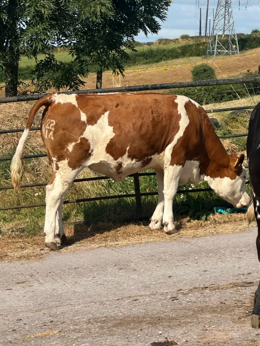 Fleckvieh Heifers - Image 1
