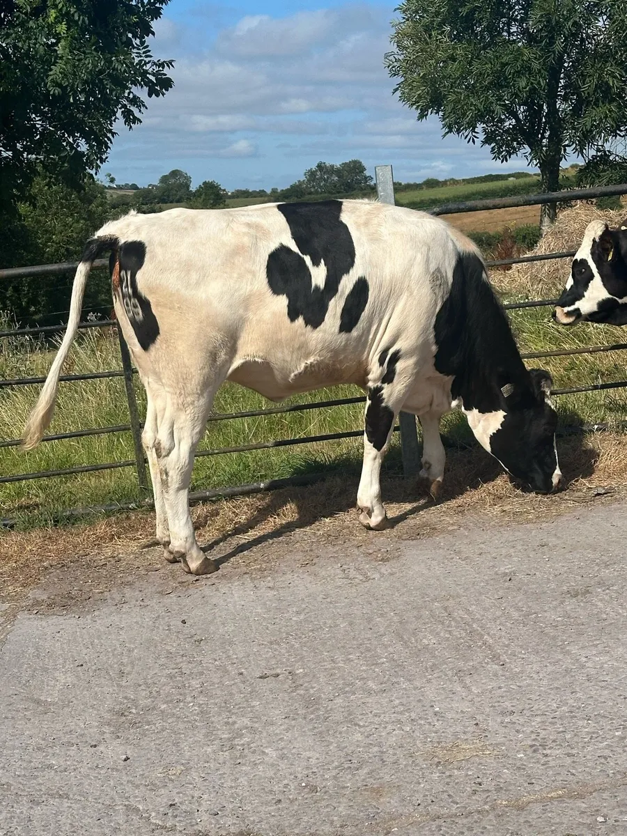 Fleckvieh Heifers - Image 2