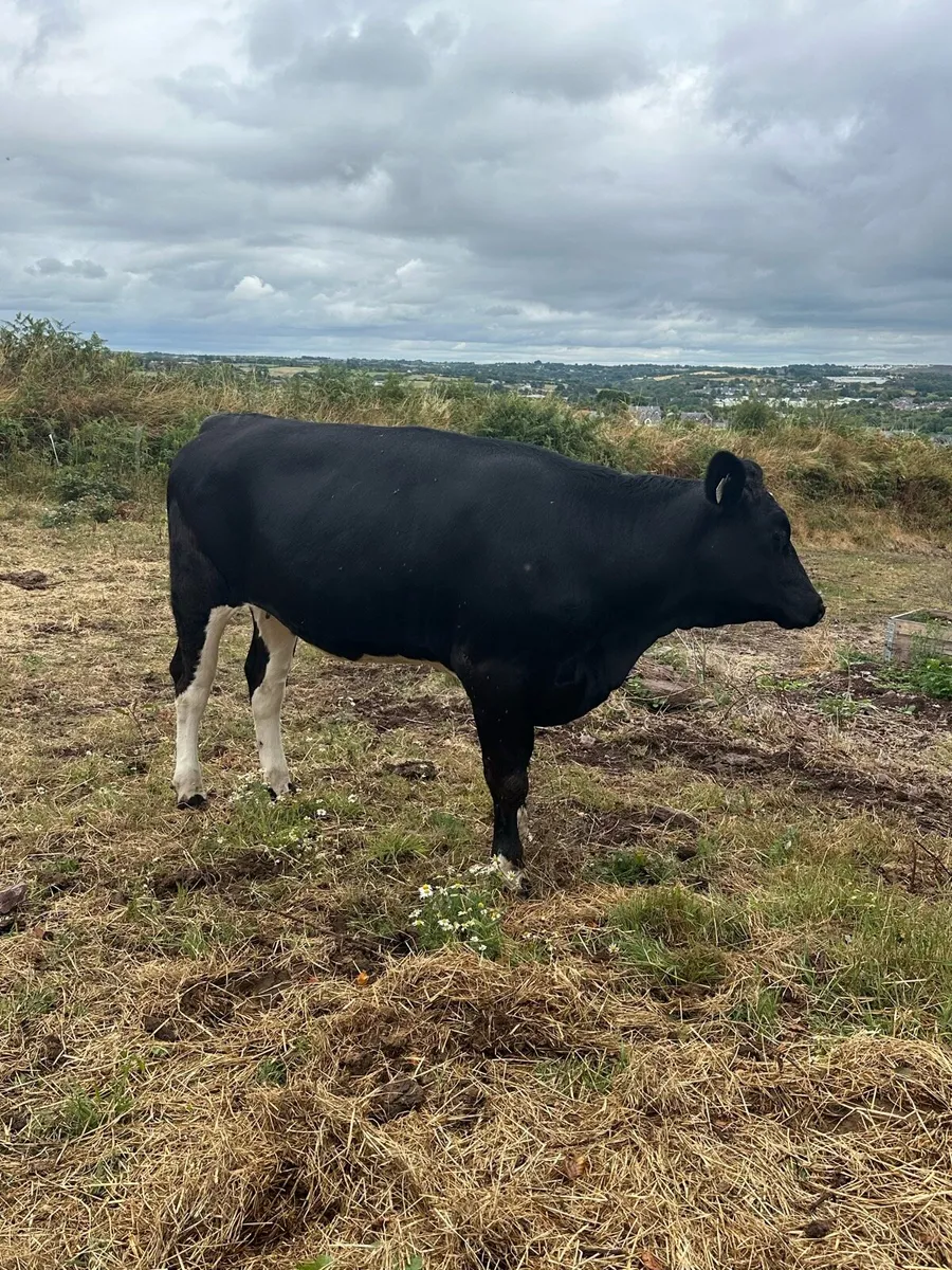 Fleckvieh Heifers - Image 3