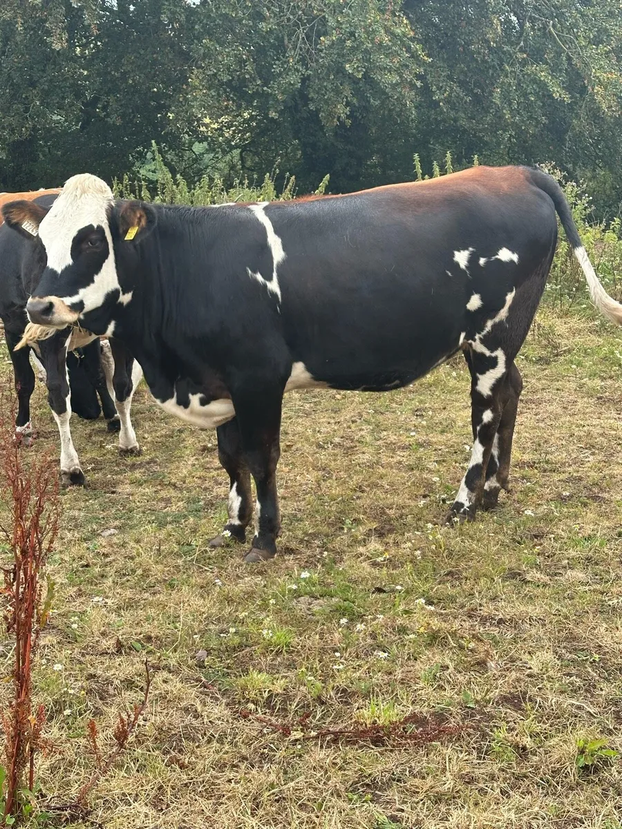 Fleckvieh Heifers - Image 4