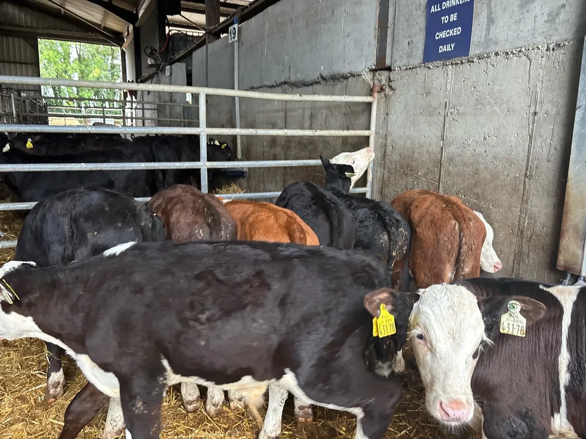 10 super Hereford bull weanlings - Image 4