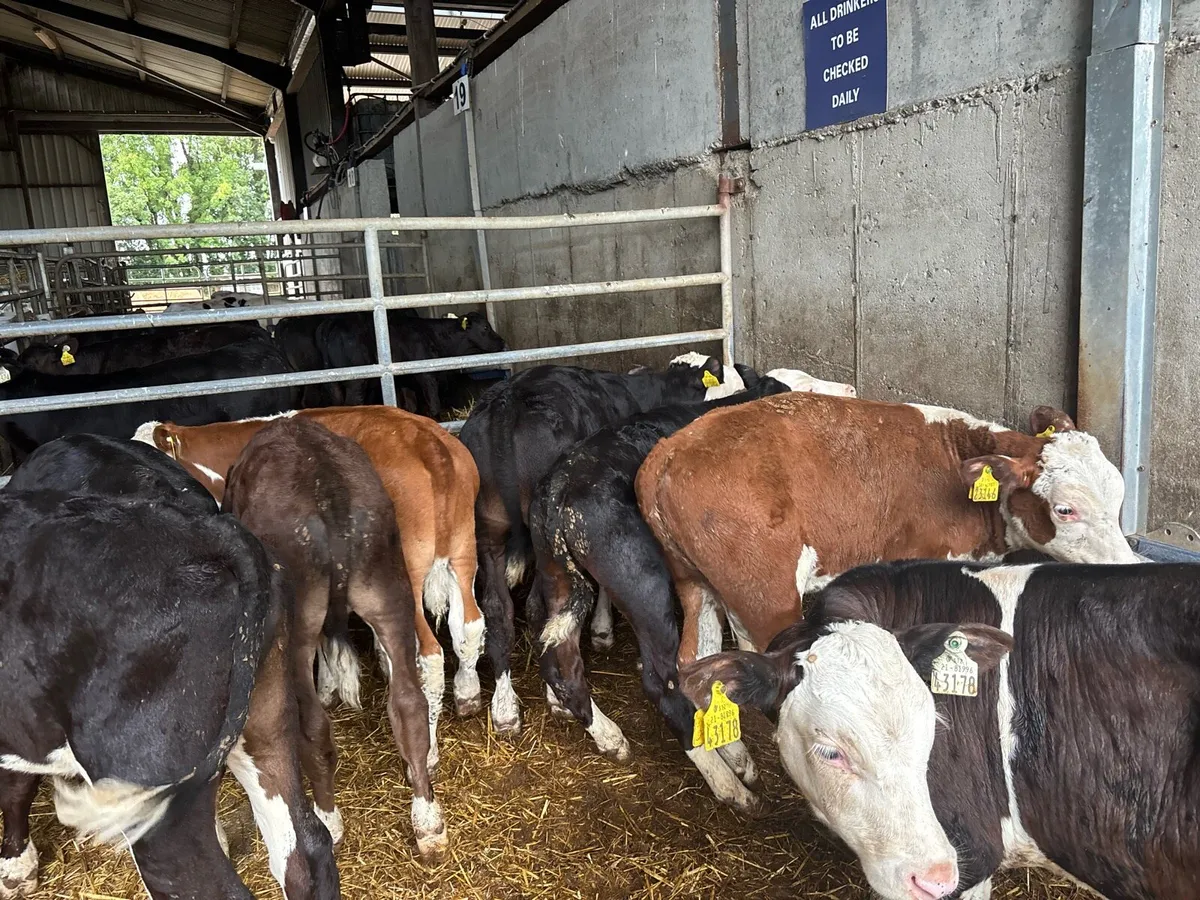 10 super Hereford bull weanlings - Image 2