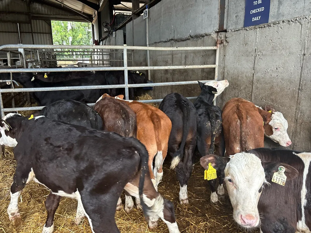 10 super Hereford bull weanlings - Image 3