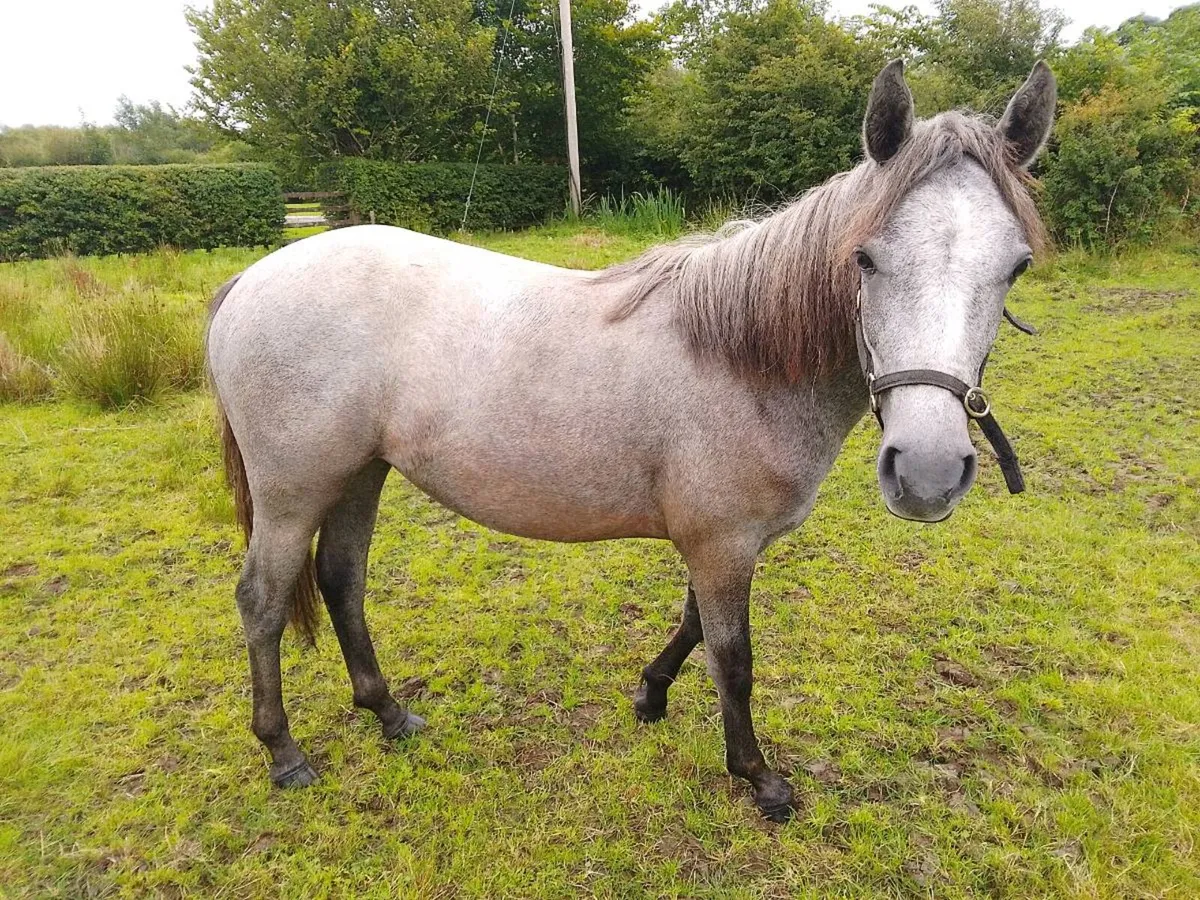 Ponies - Image 1