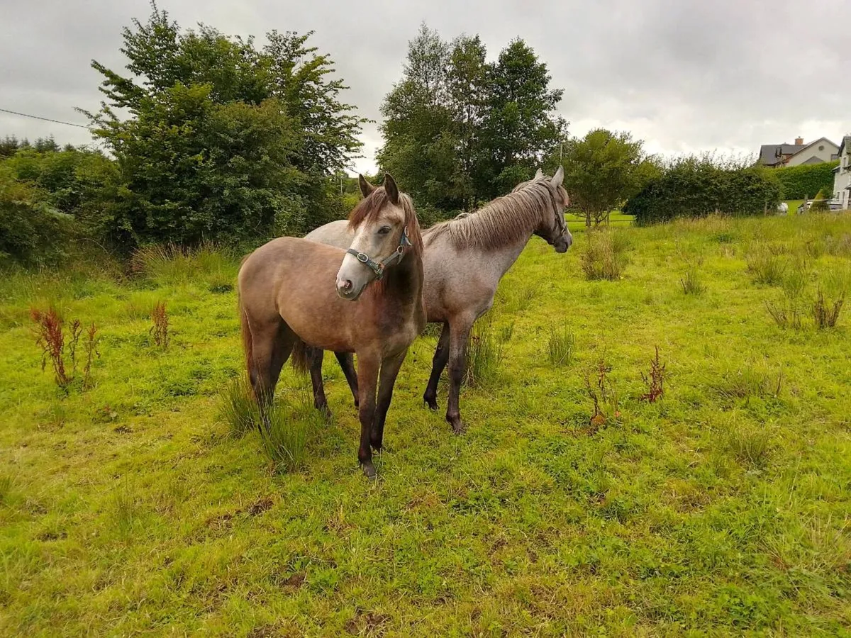 Ponies - Image 4