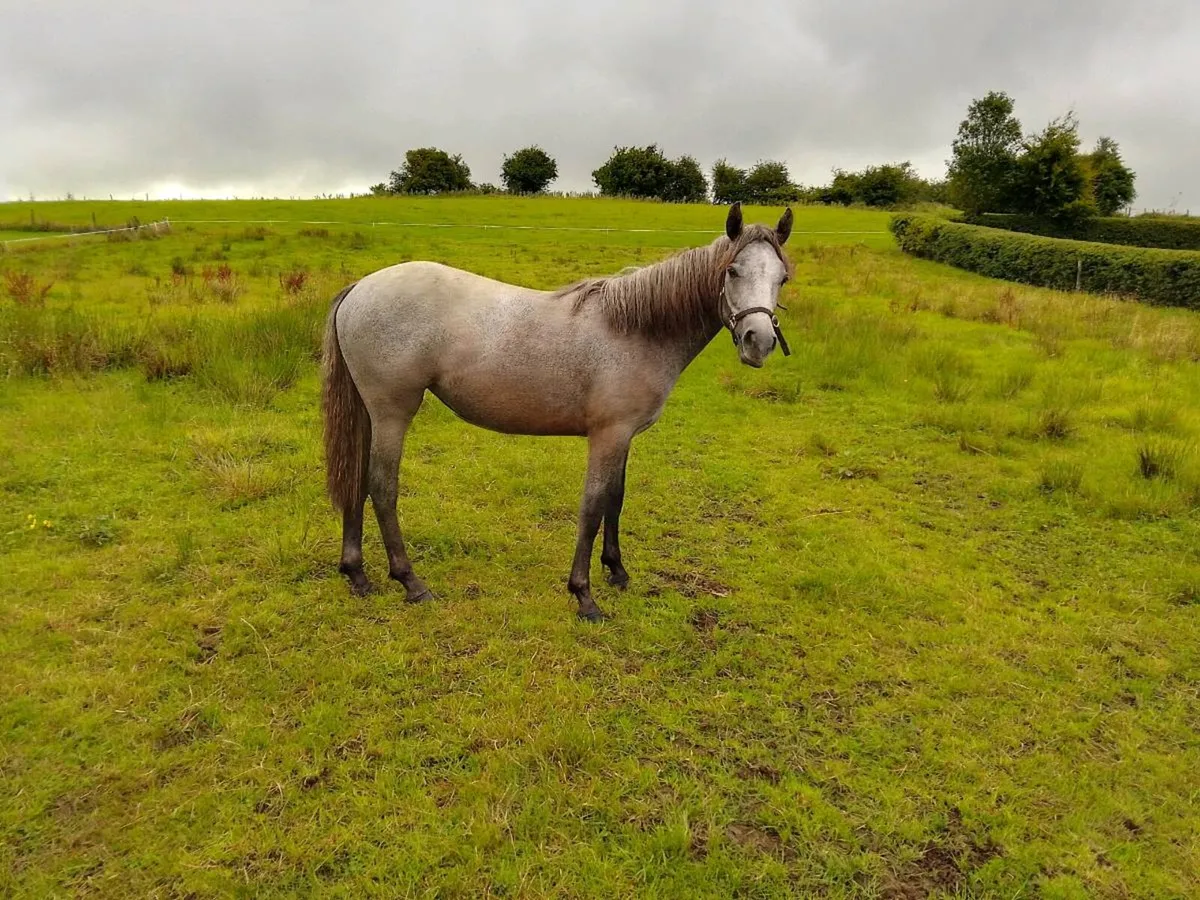 Ponies - Image 2