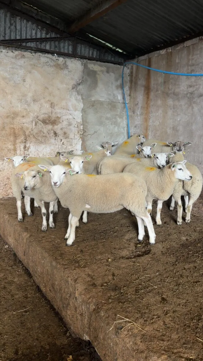 Ewe Lambs - Image 1