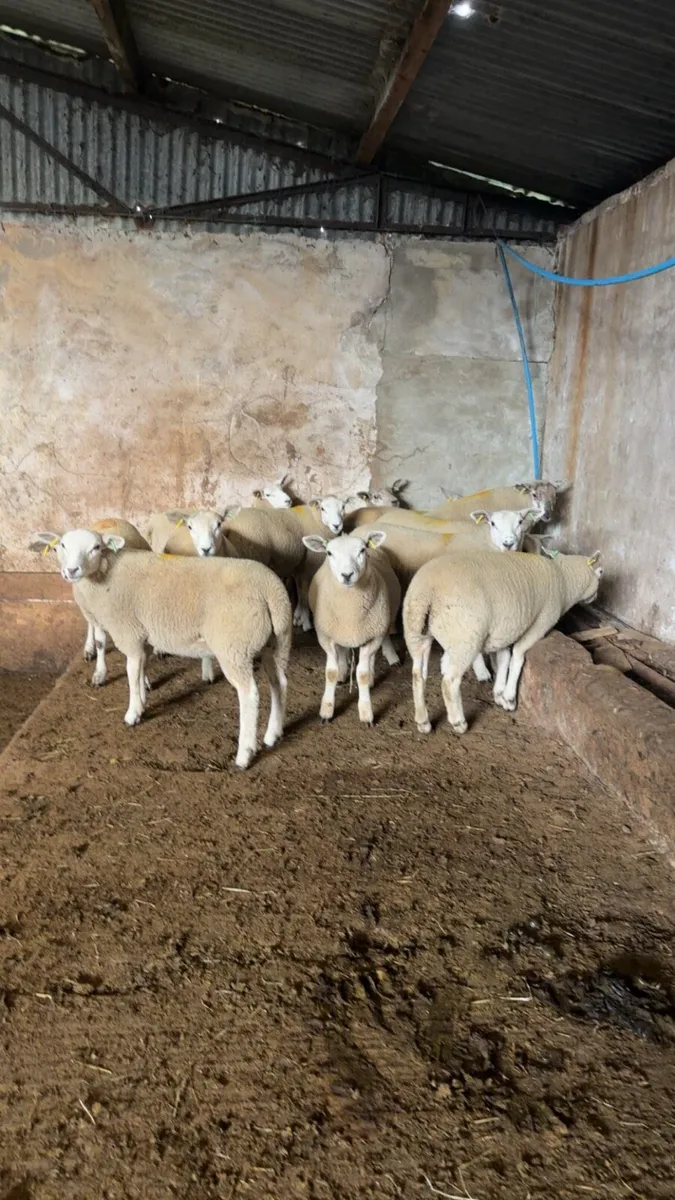 Ewe Lambs - Image 4