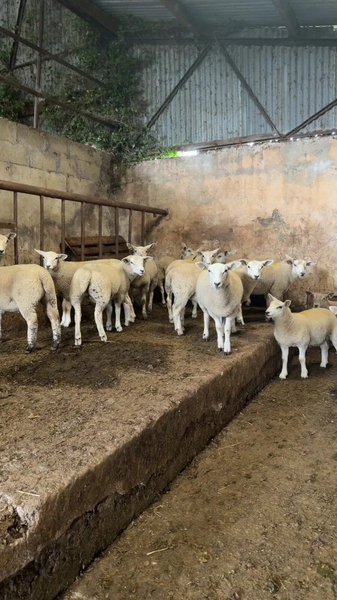 Ewe Lambs - Image 2