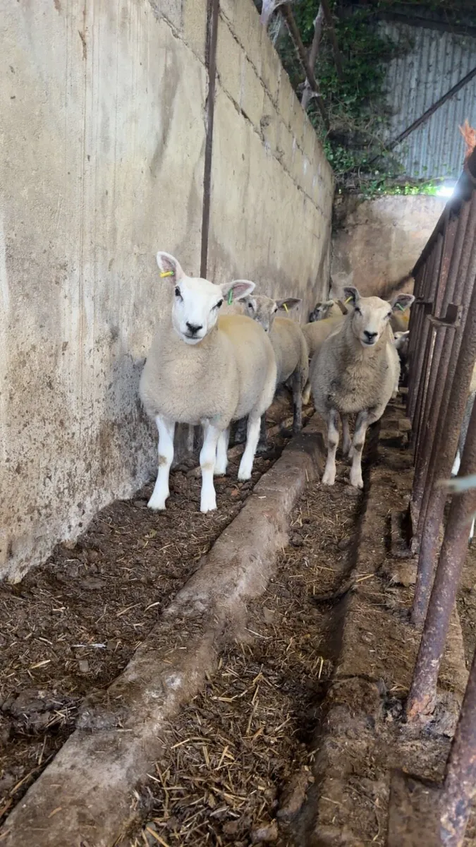 Ewe Lambs - Image 3