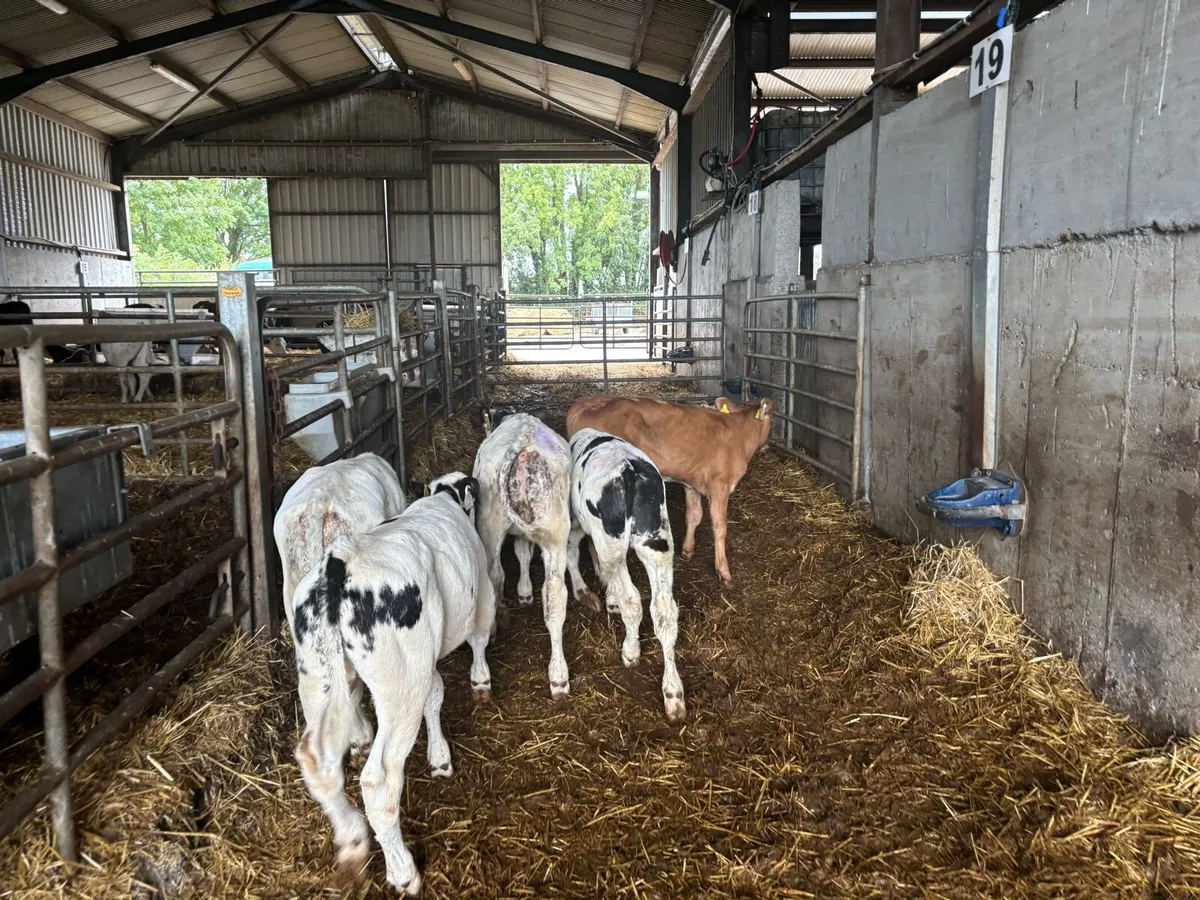 5 super weaned Belgian blue bulls - Image 2