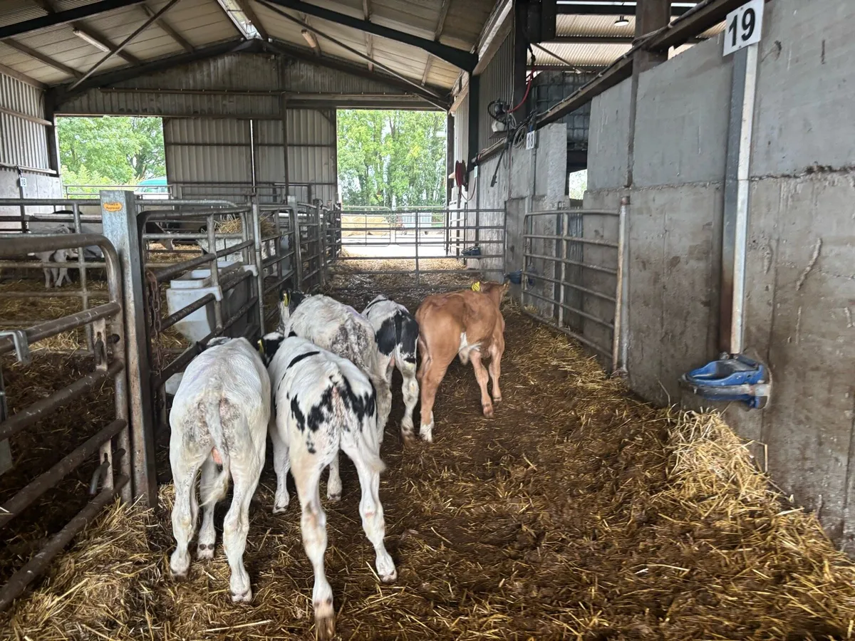 5 super weaned Belgian blue bulls - Image 3