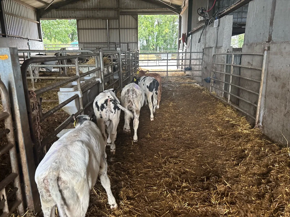 5 super weaned Belgian blue bulls - Image 4
