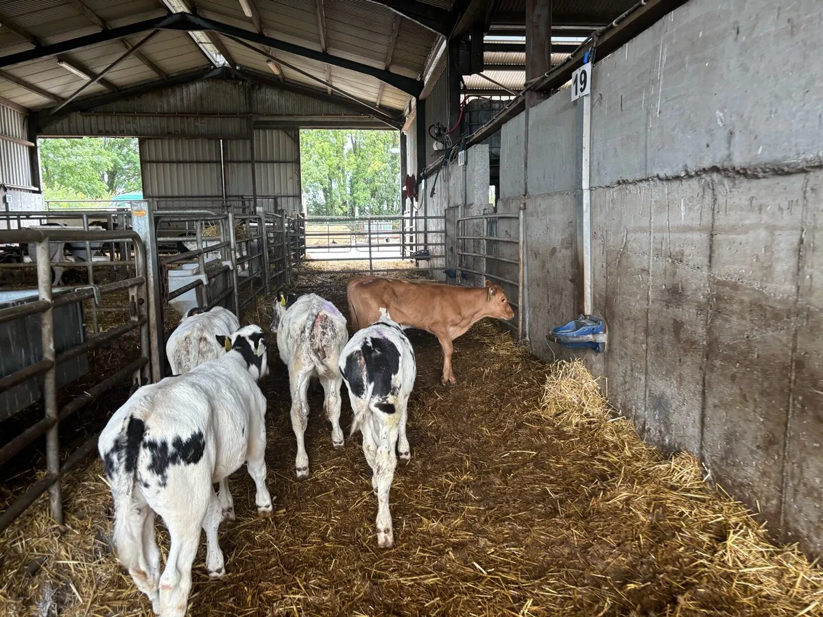 5 super weaned Belgian blue bulls - Image 1