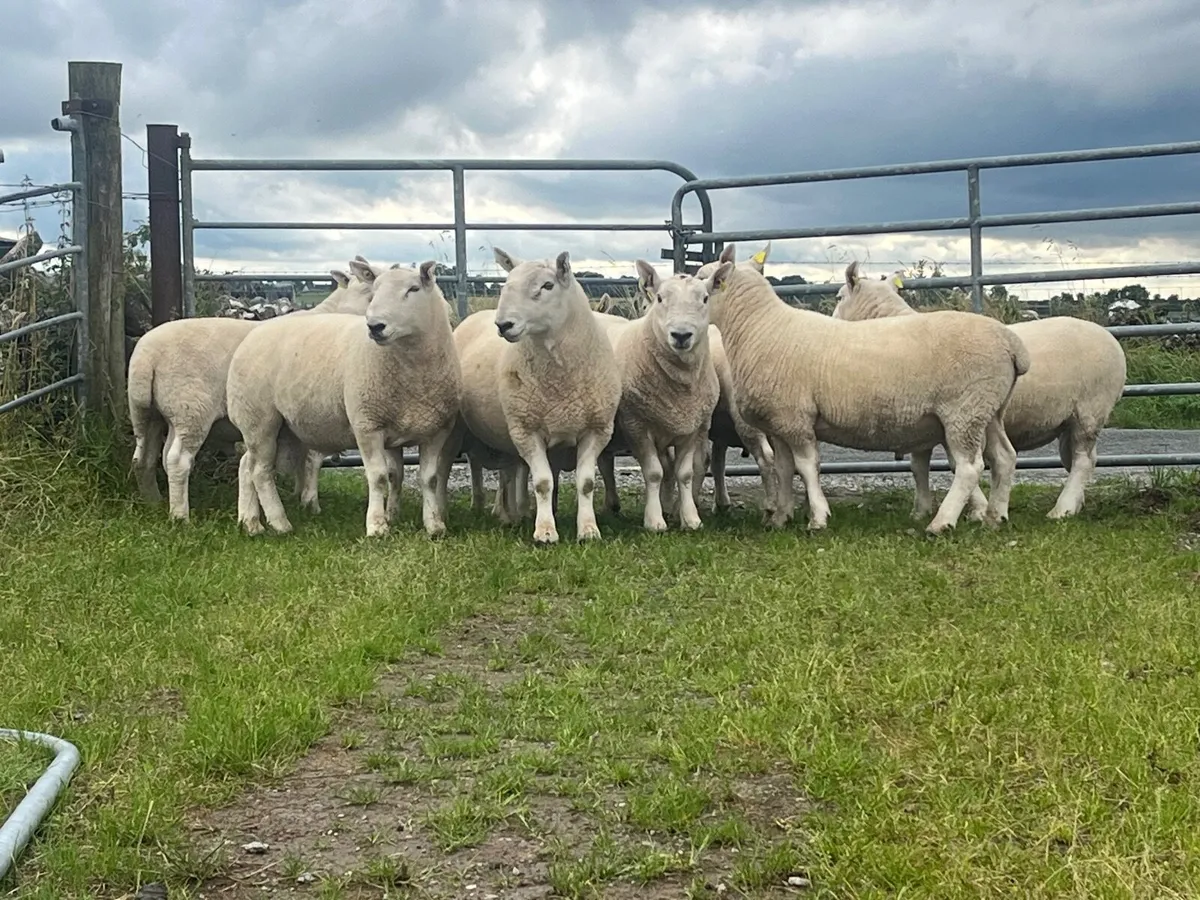 PB North County Cheviot Ram Shearlings. - Image 2