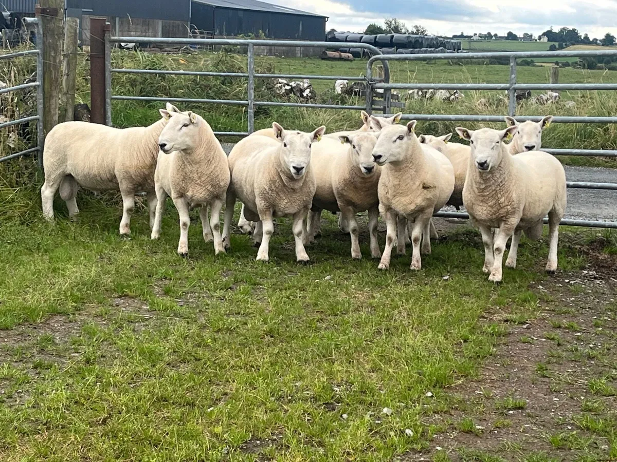 PB North County Cheviot Ram Shearlings. - Image 3