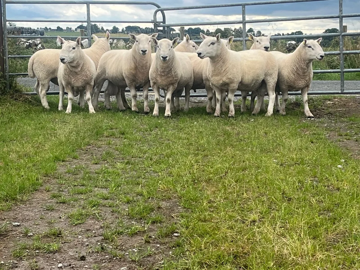 PB North County Cheviot Ram Shearlings. - Image 4