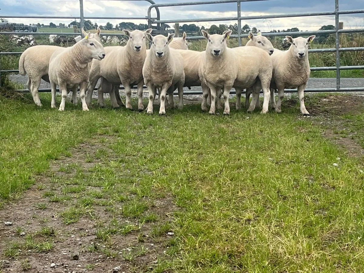 PB North County Cheviot Ram Shearlings. - Image 1