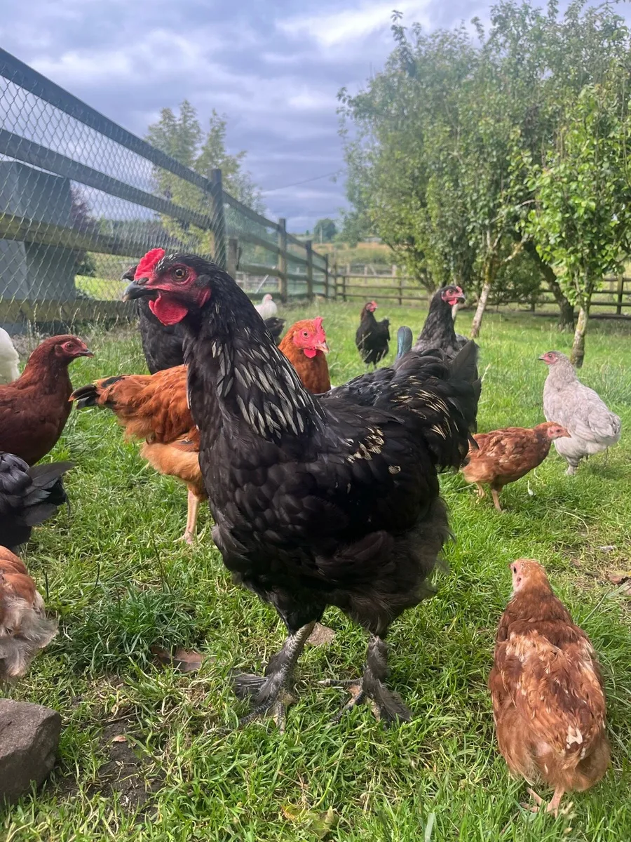 Brahma cross and Rhode Island Red chicks - Image 1