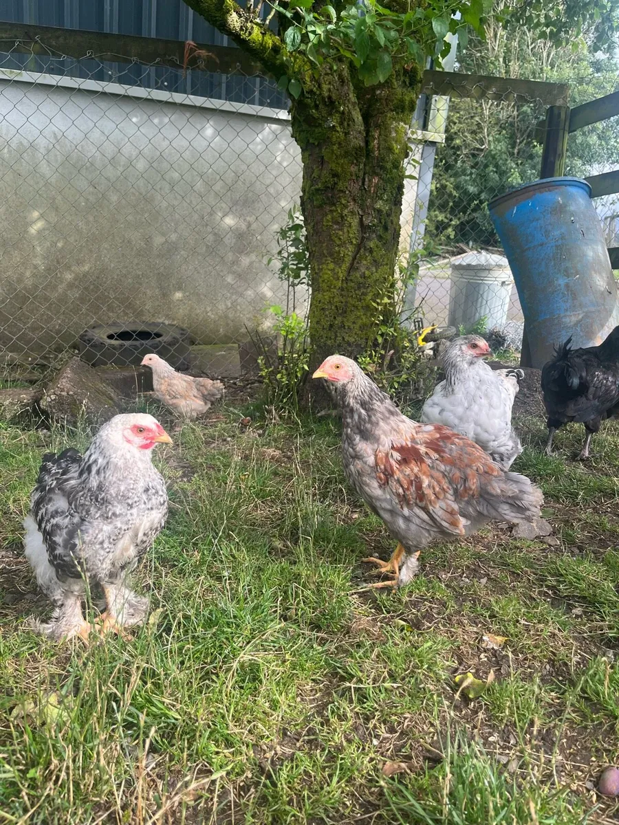 Brahma cross and Rhode Island Red chicks - Image 2