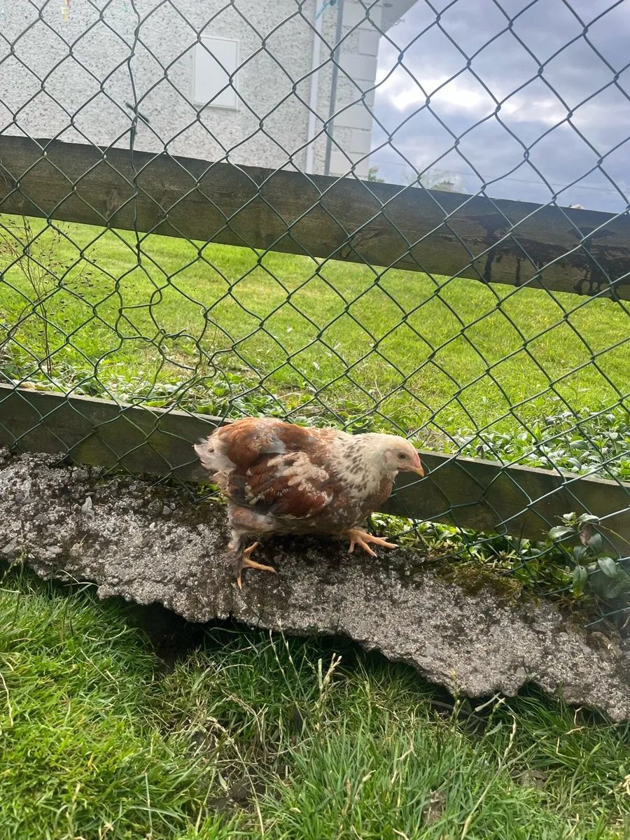 Brahma cross and Rhode Island Red chicks - Image 3