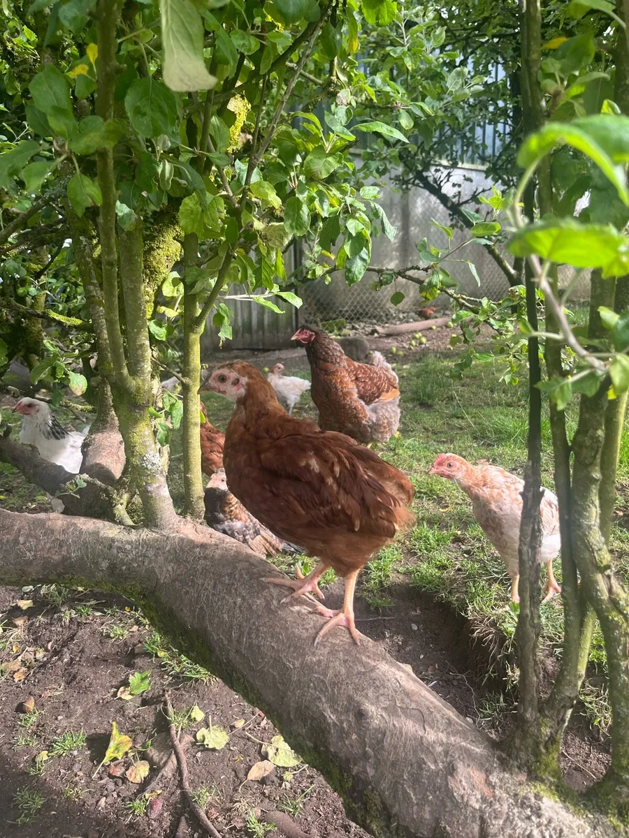 Brahma cross and Rhode Island Red chicks - Image 4