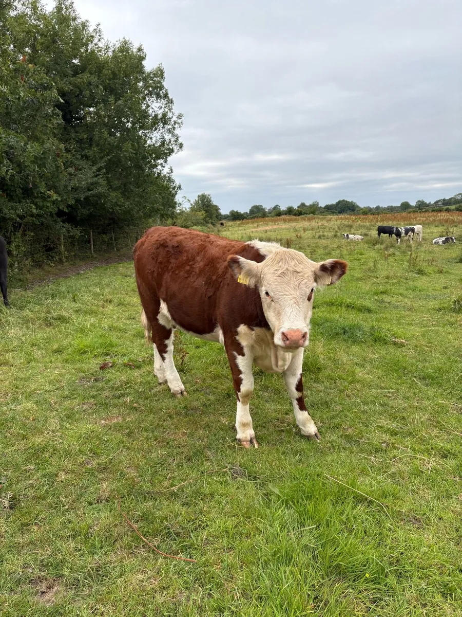 Purebread Hereford heifer - Image 1