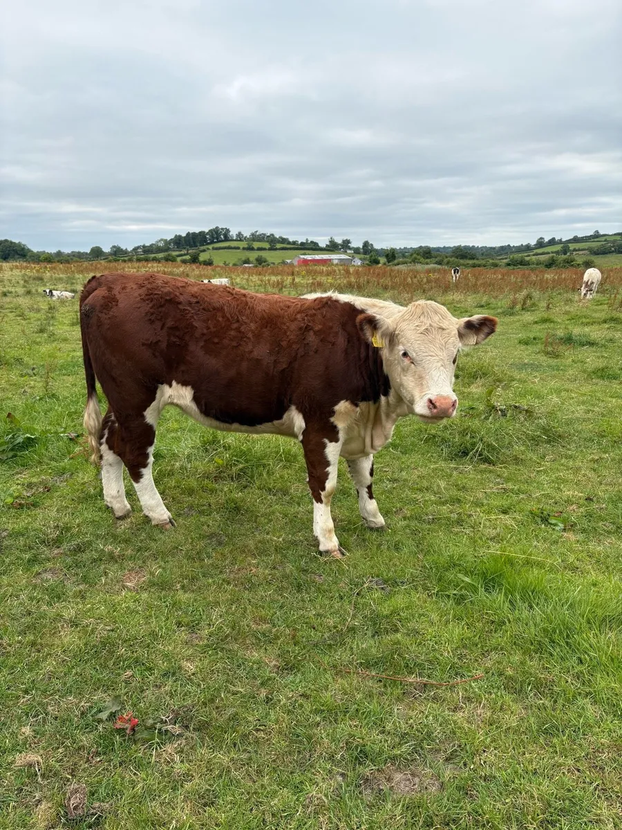 Purebread Hereford heifer - Image 2