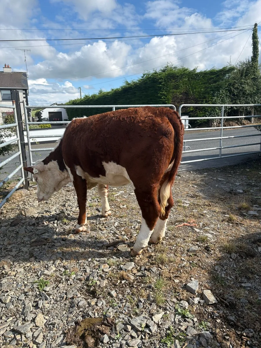 Purebread Hereford heifer - Image 3