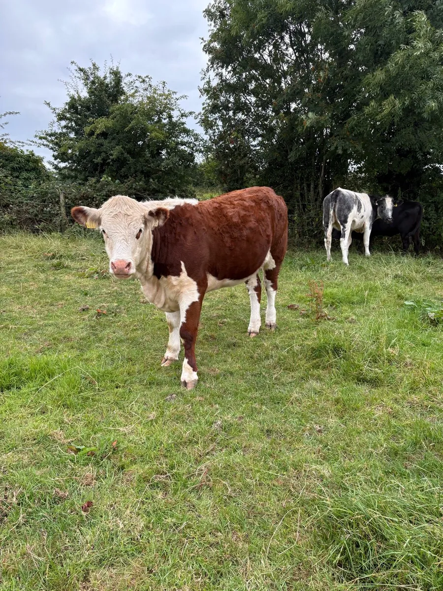 Purebread Hereford heifer - Image 4