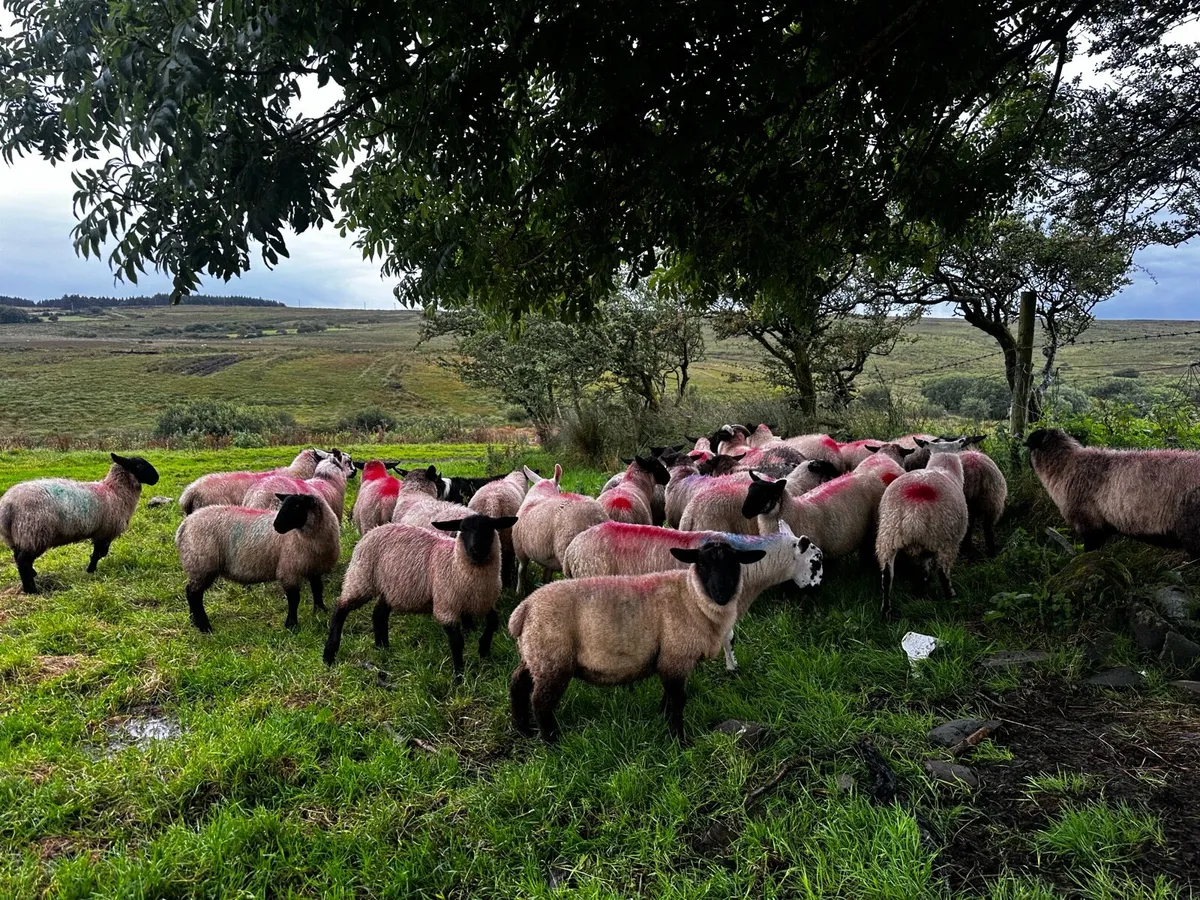 Lambs - Image 1