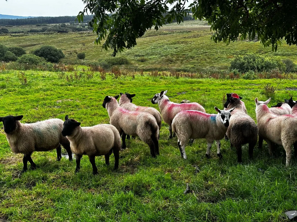 Lambs - Image 2