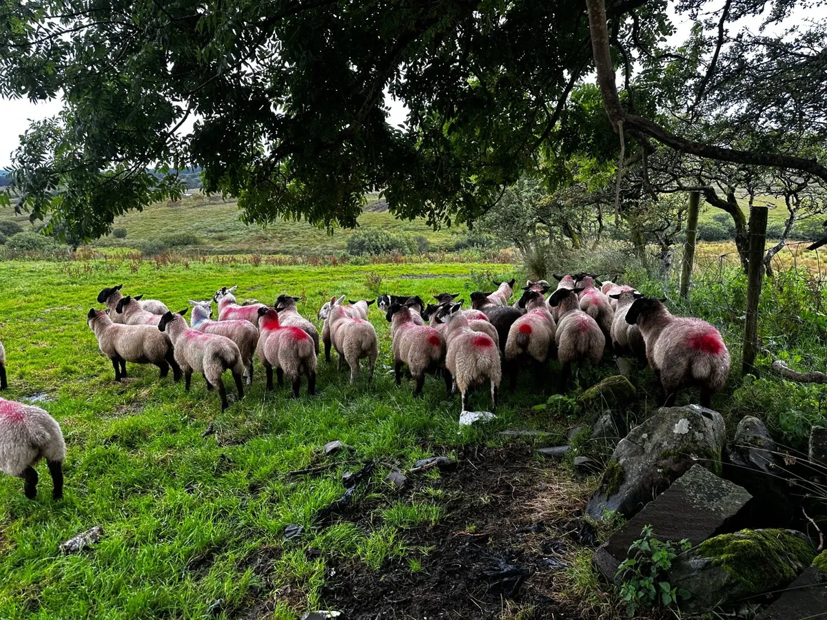 Lambs - Image 3