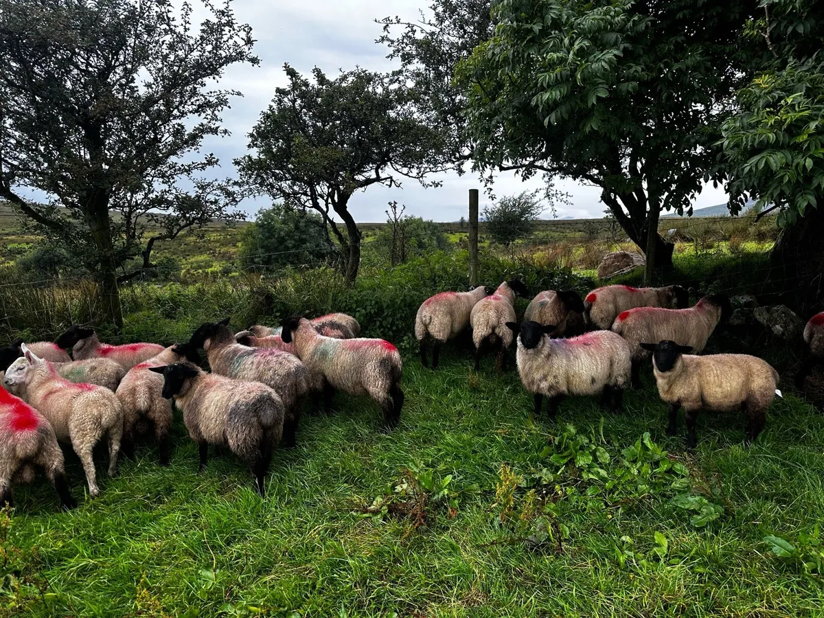 Lambs - Image 4