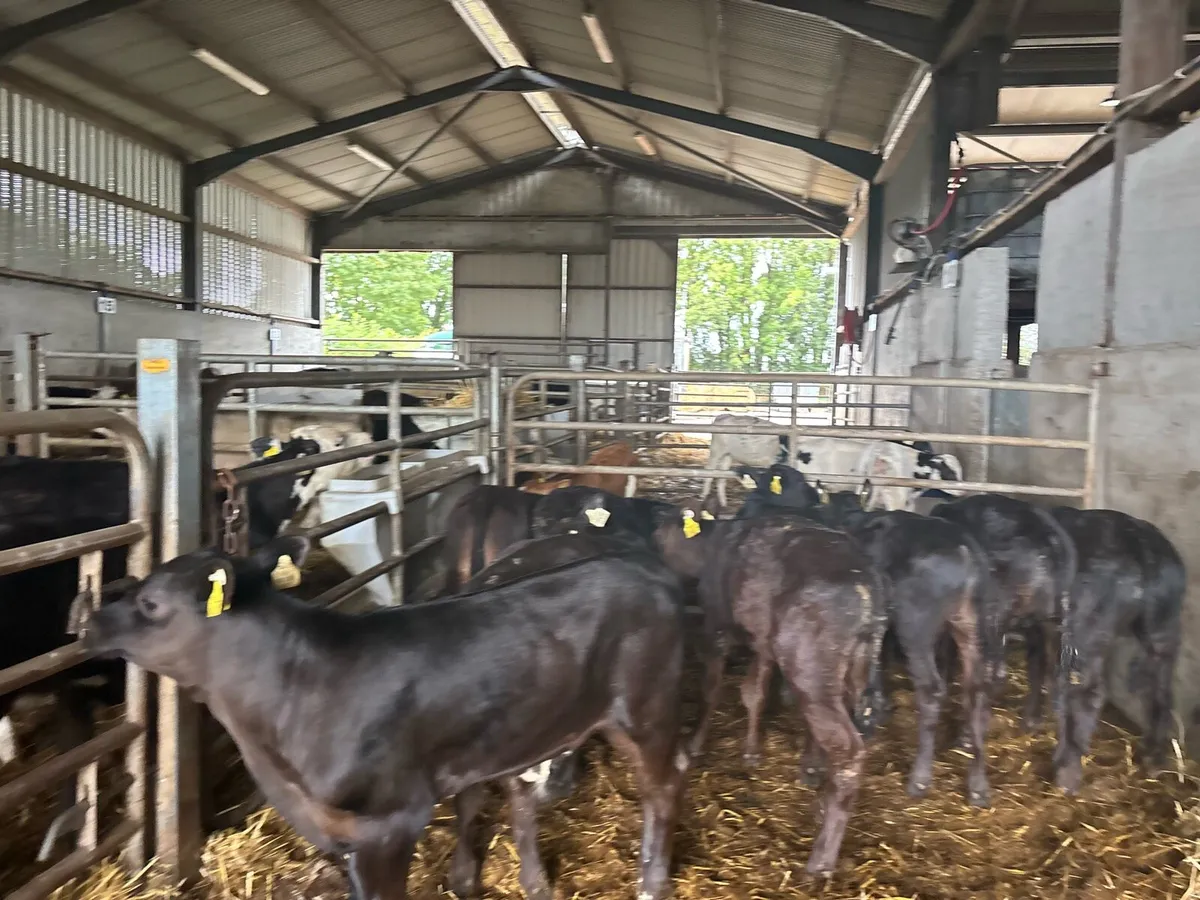 10 super Angus bull runners - Image 2