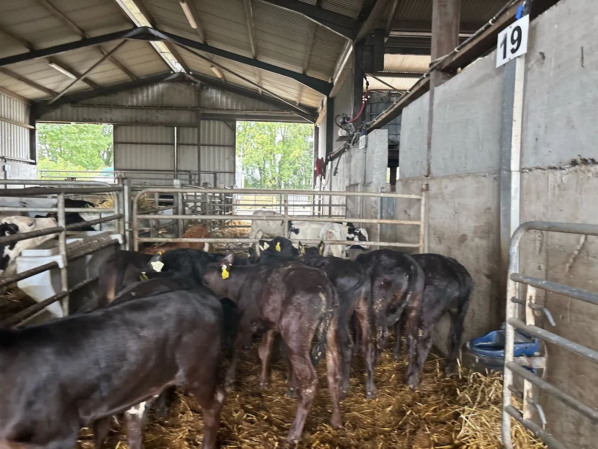 10 super Angus bull runners - Image 3