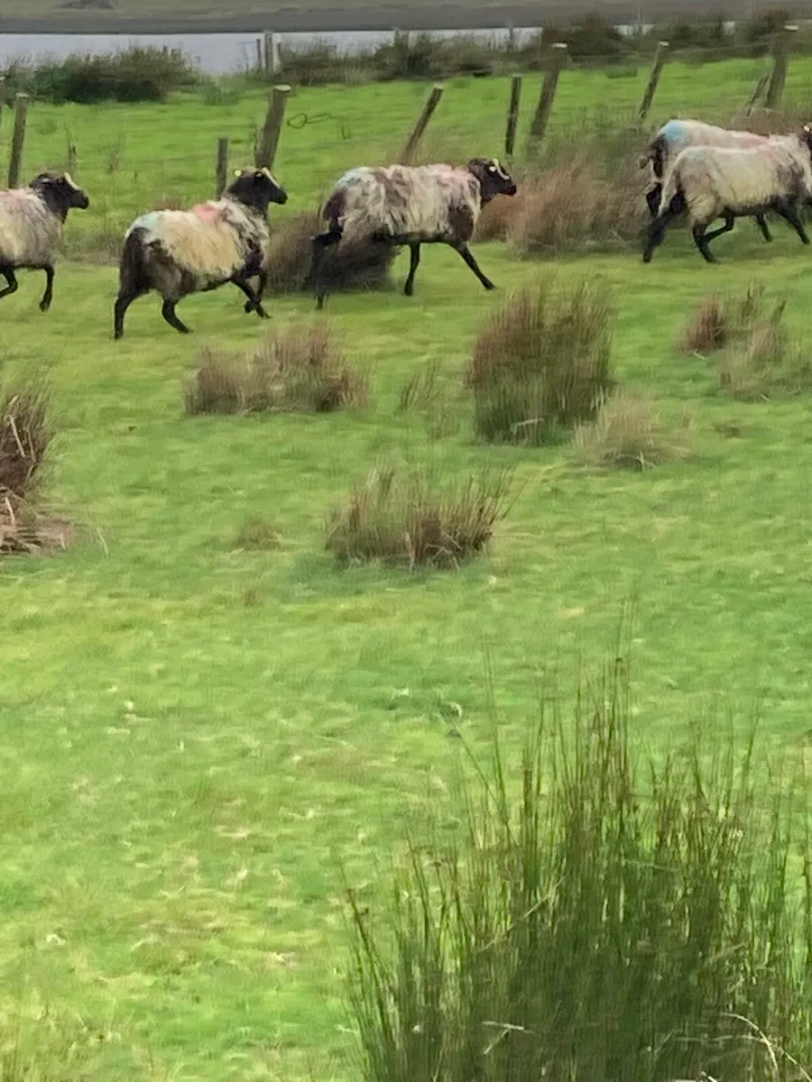 Mayo horned hoggets - Image 2
